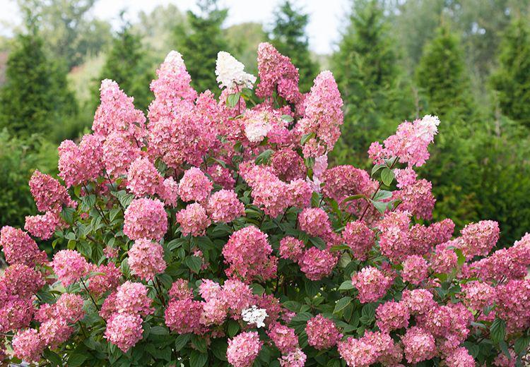 粗齿绣球珍贵 修剪,绣球的基本特征?