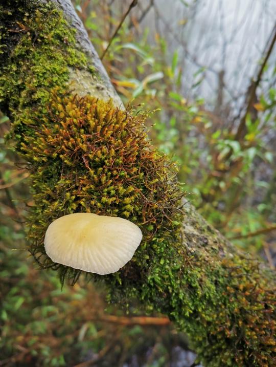 除了云海星空，这个桂林超冷门景点竟然还可以“撸猫”！