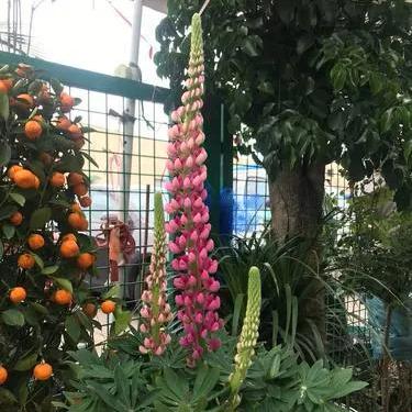 兰州市花市复工的相关长尾关键词有哪些