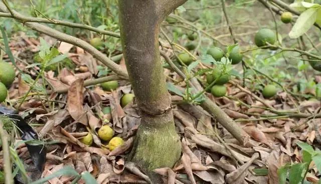 柑橘開(kāi)春病蟲(chóng)害有哪些防治_柑橘薊馬易發(fā)作繁衍快危害重