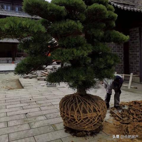 合肥雕老大相关长尾关键词有哪些