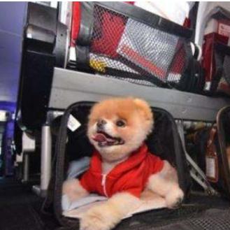 厦门养狗的相关长尾关键词有哪些