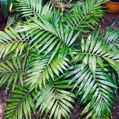 八字五行命理解读：你的命运密码藏在哪？