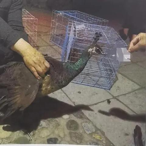 沈阳小鸳鸯相关长尾关键词有哪些