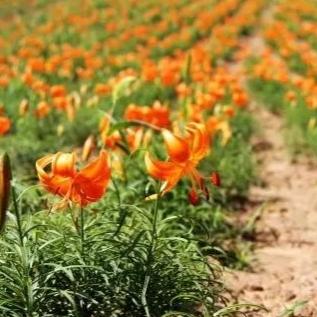 兰州市附近花海在哪里啊