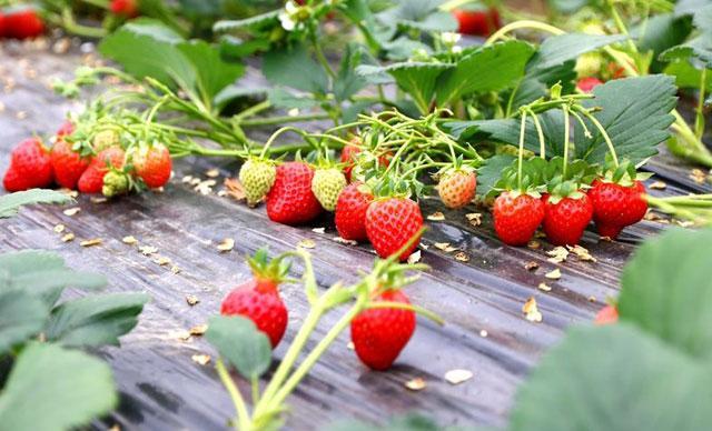 宝宝指甲特别软是缺钙吗 宝宝指甲特别软是缺钙吗