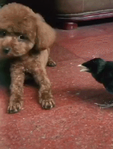 泰迪小色狗搞笑可爱萌萌哒gif