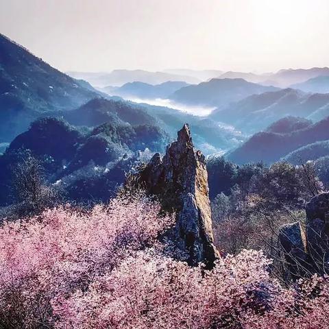 无锡市的鲜花市场在哪里