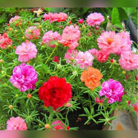 西安市春天花园怎么样