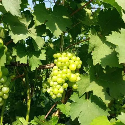 哈尔滨市大庆美食有哪些