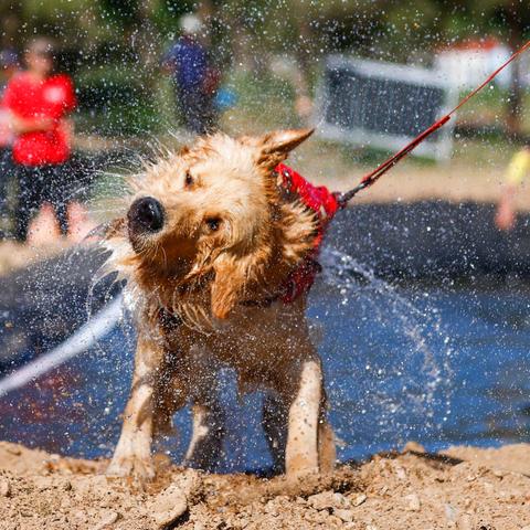 生肖狗5月15日运势怎样(生肖狗2021五月份运势)