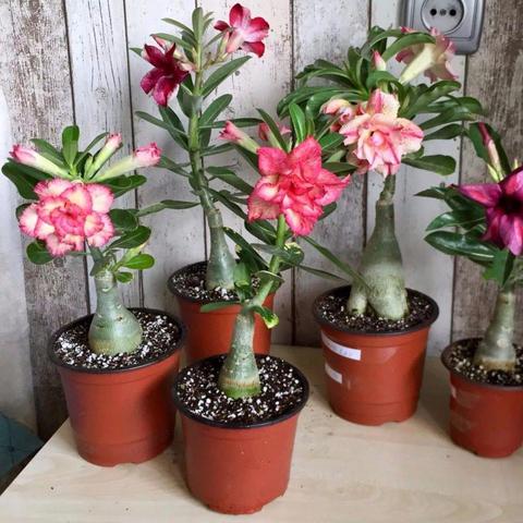 玫瑰与复合肥相关长尾关键词有哪些