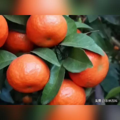 桂林市亲子采摘园在哪里