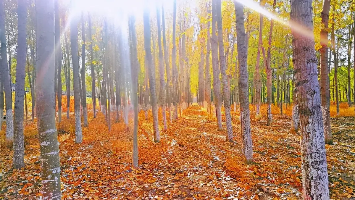 颜值生活类主播怎么变现 女人怎么靠颜值变现