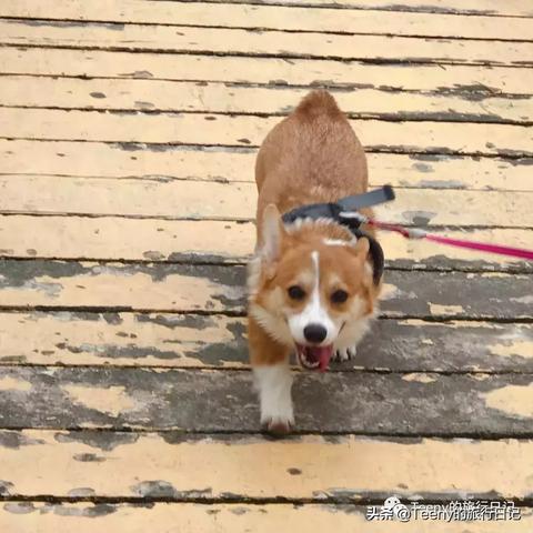 无锡市卖小狗的地方在哪里