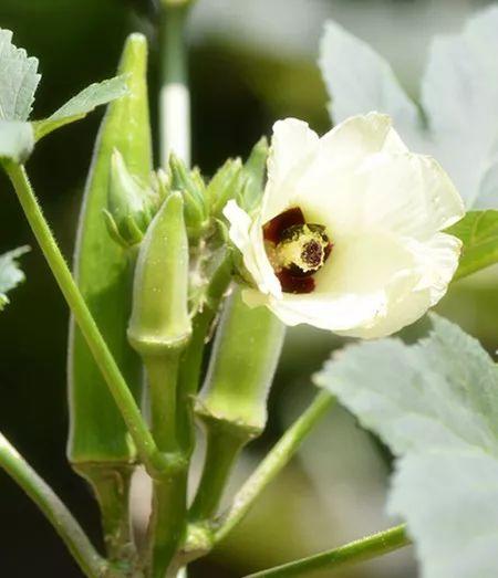 黄秋葵的种植方法,秋葵种植方法?