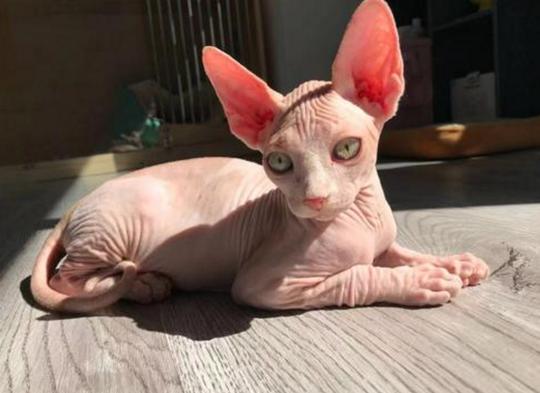 最“冷门”的六种猫咪，明明颜值很高，却很少人养