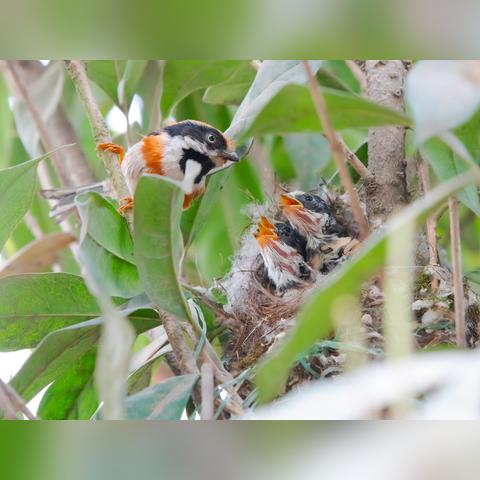 武汉市民小林的相关长尾关键词有哪些