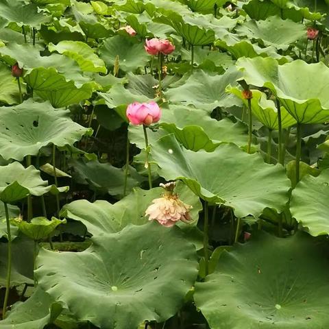合肥市莲花公园怎么样