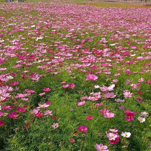 武汉景图片的相关长尾关键词有哪些