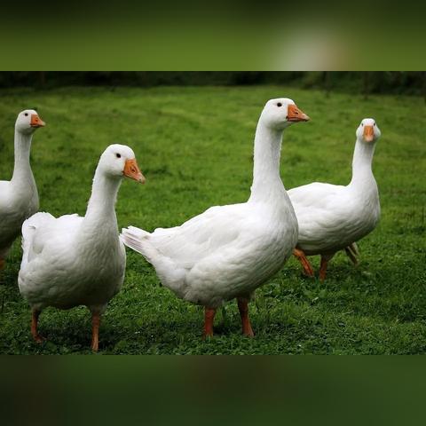 【鹅鹅鹅儿歌,儿歌鹅鹅鹅儿歌】 【鹅鹅鹅儿歌,儿歌鹅鹅鹅儿歌】