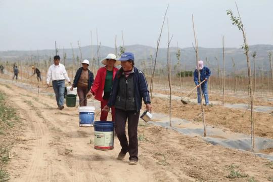 延川阿占村的撂荒地变成了“淘金田”