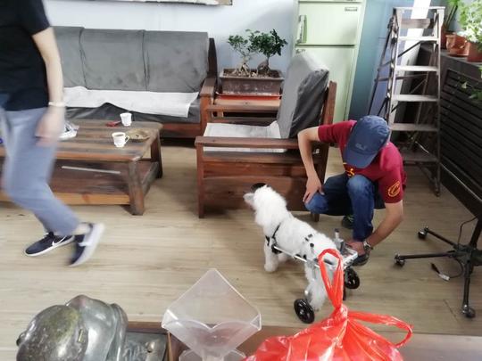 给宠物做轮椅13年店主称款式可满足大部分残疾宠物需求