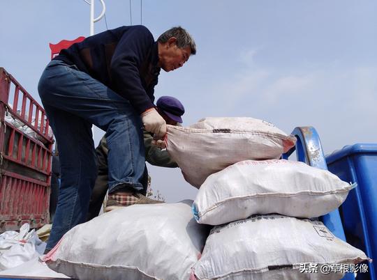 农民秋收红薯春天卖，一招增值好几倍，偷懒可能血本无归