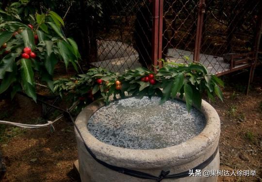 春天来了，大樱桃生产管理哪些工作做好才能坐果又赚钱（上）