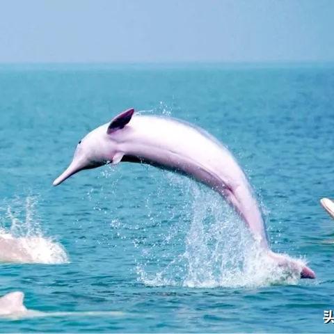 桂林八桂风光图片欣赏相关长尾关键词有哪些