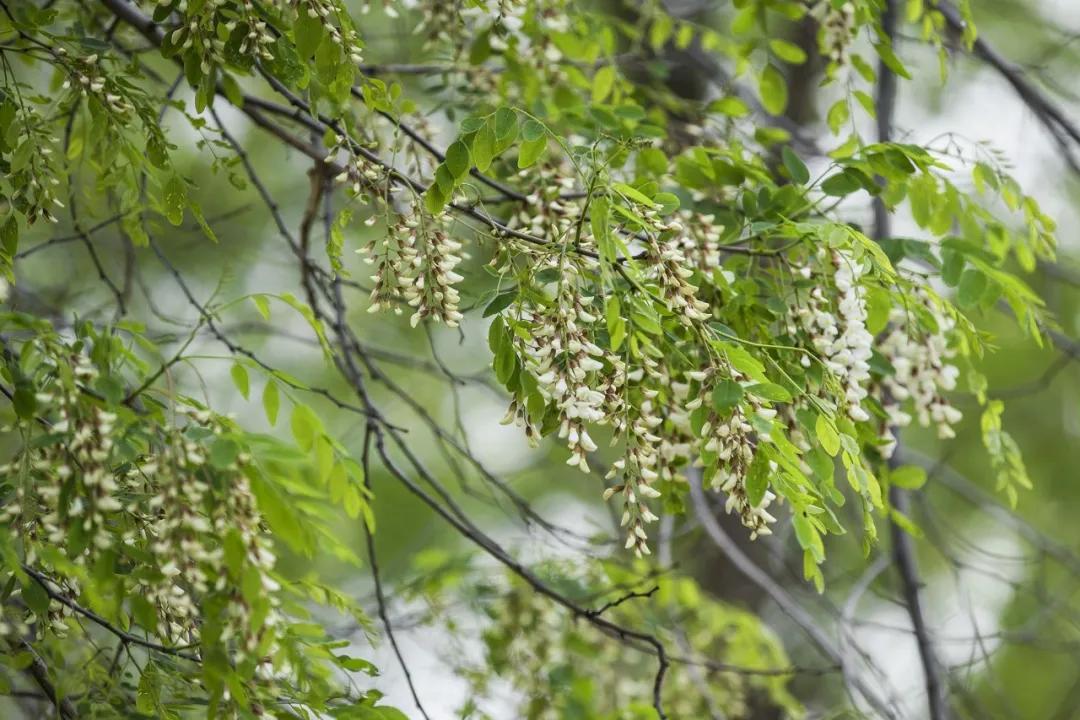 青龙古镇什么美食好吃（峨眉有哪些好吃的东西）