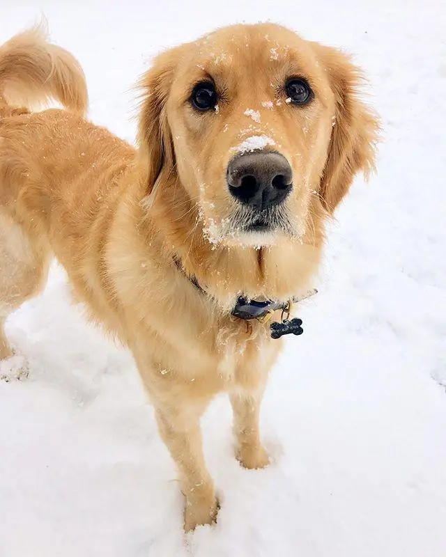 chatgpt只能识别文字吗 chatgpt是识别语音还是文字