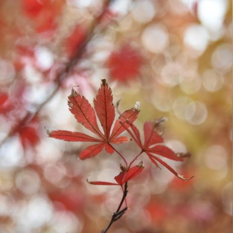 [尼康苏州]相关长尾关键词有哪些