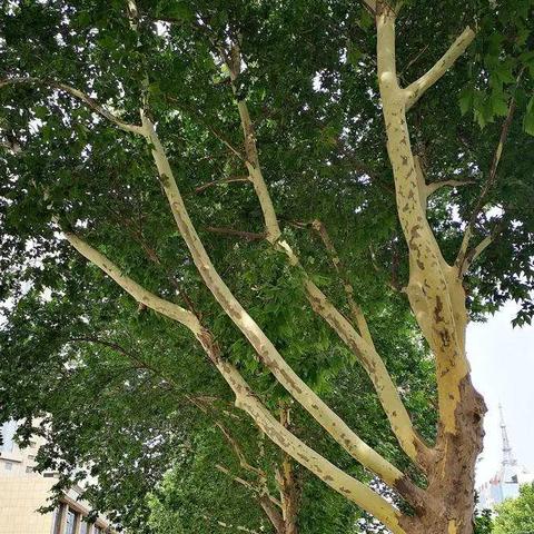 邯郸市中华大街通向哪里