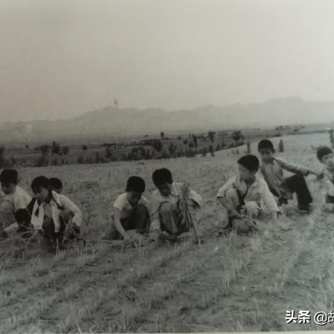 石家庄市麦收视频的长尾关键词有什么