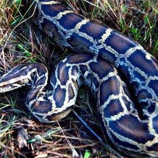 兰州市蟒蛇馆地址在哪里