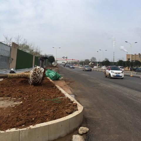 武汉市绿化用的什么树木