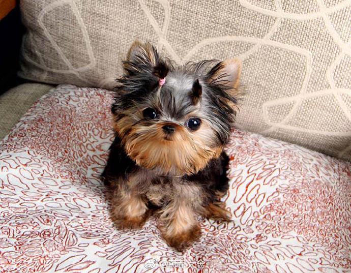 Yorkshire Terrier Pet Care Tips: A Comprehensive Guide for First-Time Owners