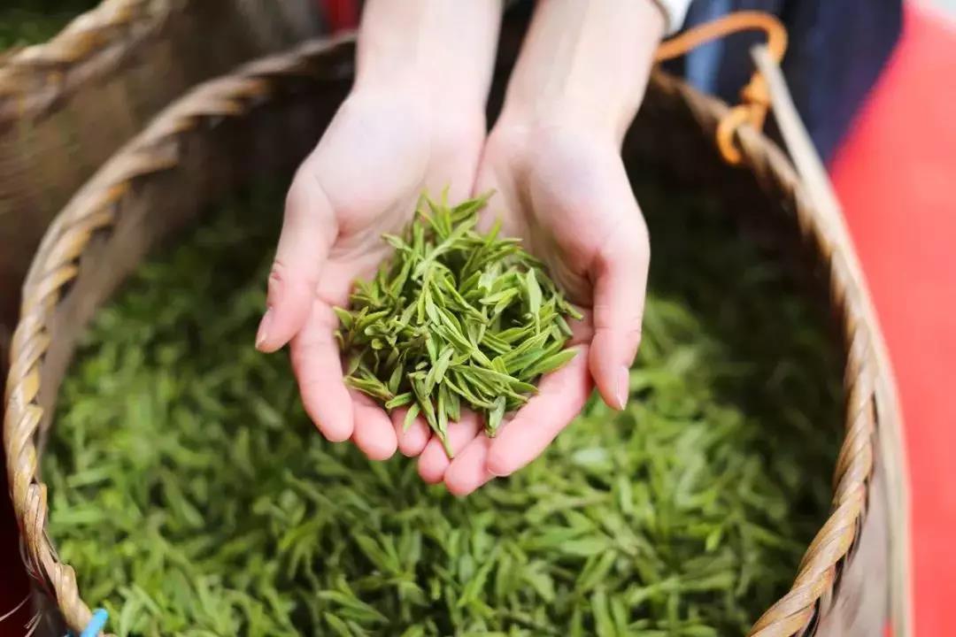 龙井茶叶的功效与作用及副作用_龙井茶的功效与作用及食用方法