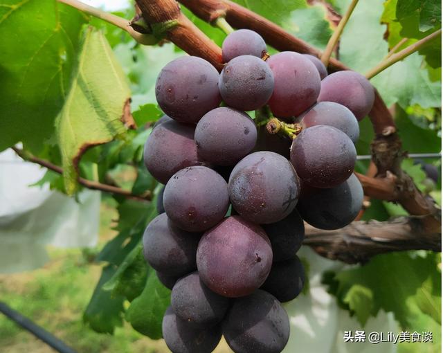 多吃这种水果抗衰老 多吃这种水果抗衰老