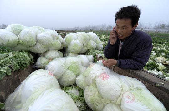 农村大叔摆地摊卖菜，买青菜送大米，顾客排队抢购，比打工还挣钱