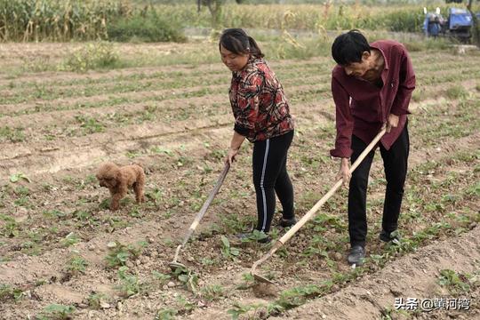 晋南农村：夫妻二人下地干活带上“欧元”，看看啥情况