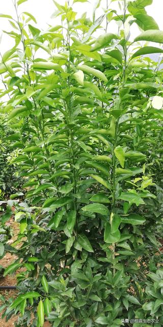 宝宝吃水果不当竟会引发4种疾病