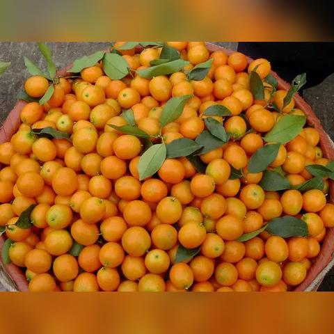 橘子果酒的酿造？