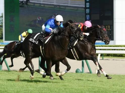 日本新潟赛马场爆出70倍冷门赢马：三重彩派672多万日元