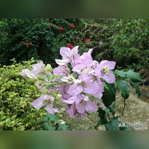 厦门亲子爬山推荐地方？