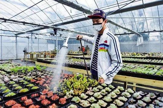 农村大棚种什么赚钱，这5个项目可以考虑