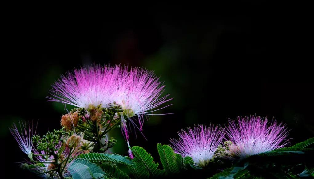 合欢花树,灰烬里种的植物?"