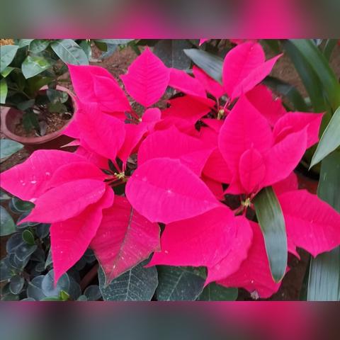 无限币.植物保卫战破解版无限叶子无限币？