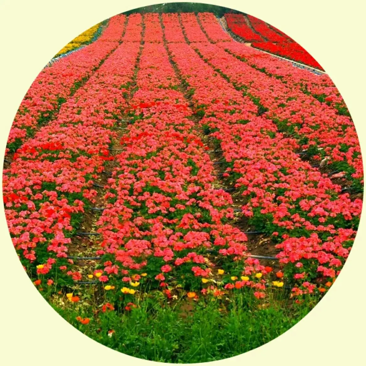 电脑版微信直播怎么开美颜 微信直播电脑怎么开美颜